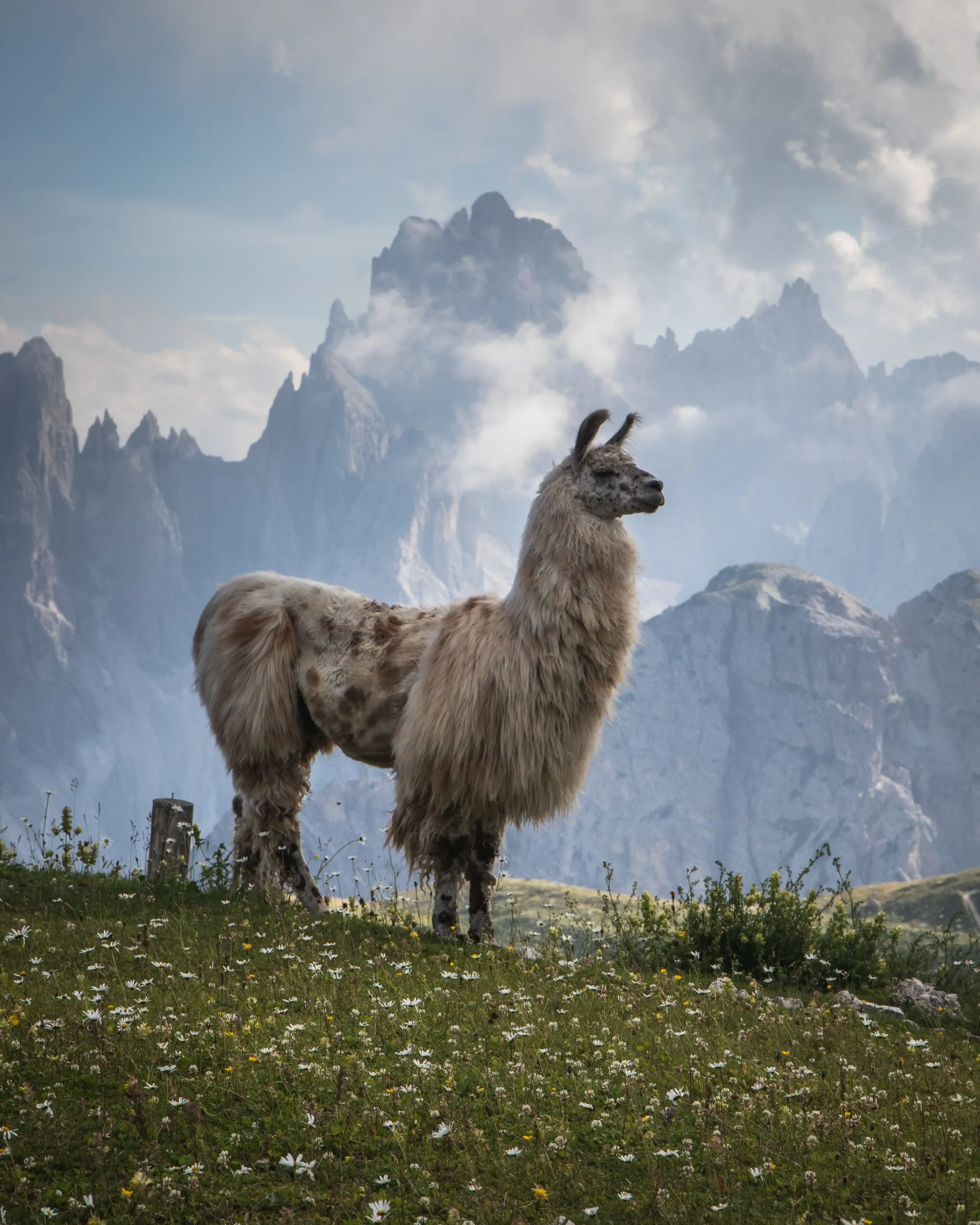 beautiful-shot-white-llama-grass-field-with-mountains-background
