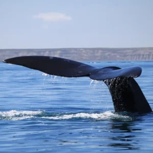 Puerto Madryn