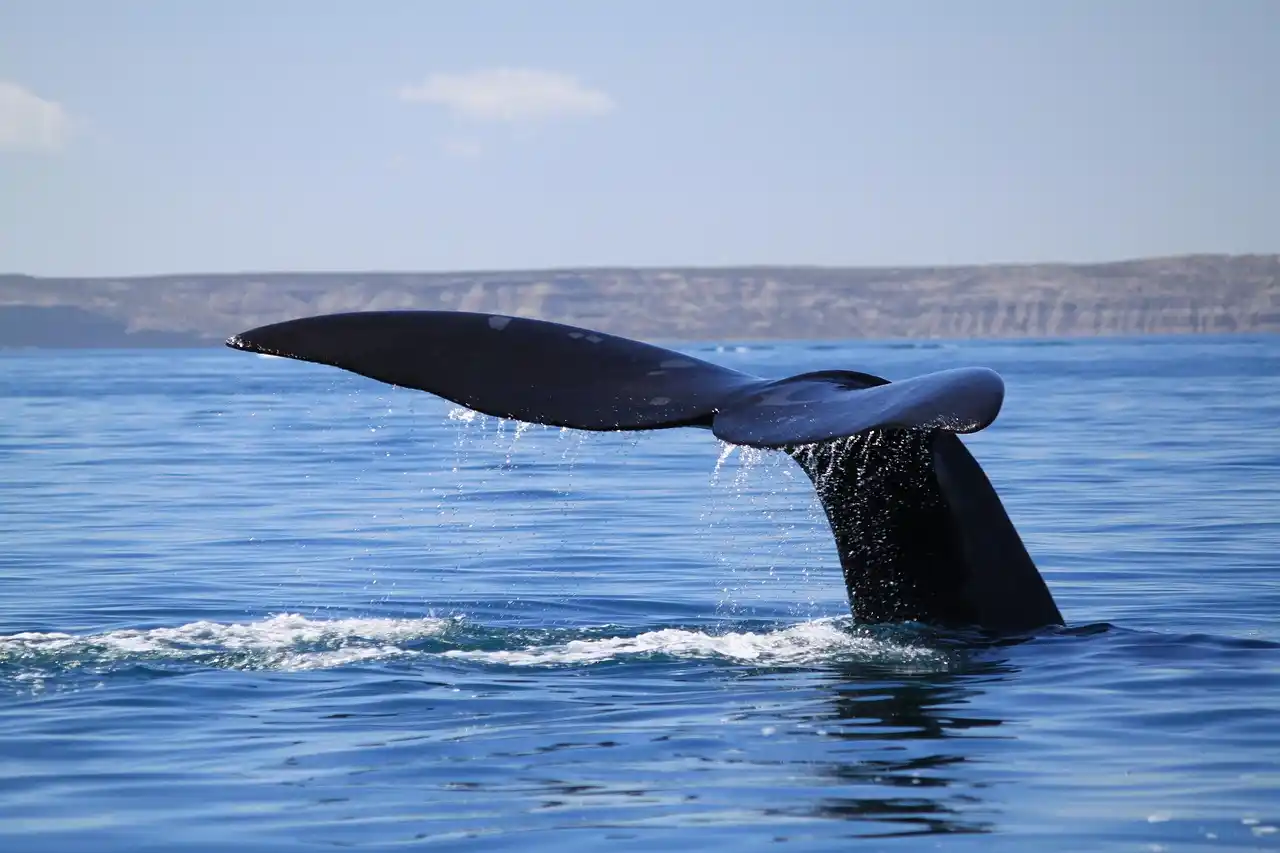 whale-6554930_1280
